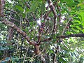Thumbnail for Ficus copiosa
