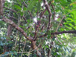 Ficus copiosa.jpg