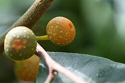 Falsos frutos (siconos) de Ficus sinuata.