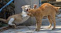 Image 5Two cats fighting (from Cat communication)