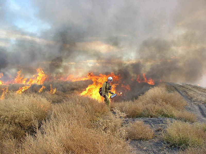 File:Fireman field burning for leases.jpg