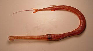 Red cornetfish Species of fish