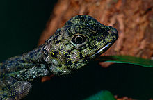 Vliegende draak met vijf lijnen (Draco quinquefasciatus) close-up (13949726108) .jpg