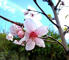 arbol de cerezo japones