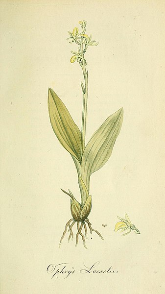 File:Flora Europaea inchoata (Pl. 13) (6032621133).jpg