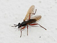 Sepedon sphegea (Sciomizydae)