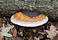 * Nomination Red Banded Polypore (Fomitopsis pinicola) (1) -- George Chernilevsky 00:42, 17 October 2020 (UTC) * Promotion  Support Good quality. --Podzemnik 01:14, 17 October 2020 (UTC)