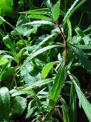 <i>Forsskaolea angustifolia</i> Species of flowering plant