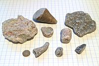 Fossils from beaches of the Baltic Sea island of Gotland, placed on paper with 7 mm (0.28 inch) squares