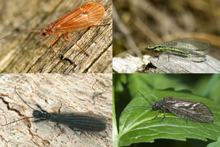 afgebeeld zijn verwante insecten die niet tot de steenvliegen behoren. In leesrichting; een schietmot, een gaasvlieg, een webspinner, en een elzenvlieg.