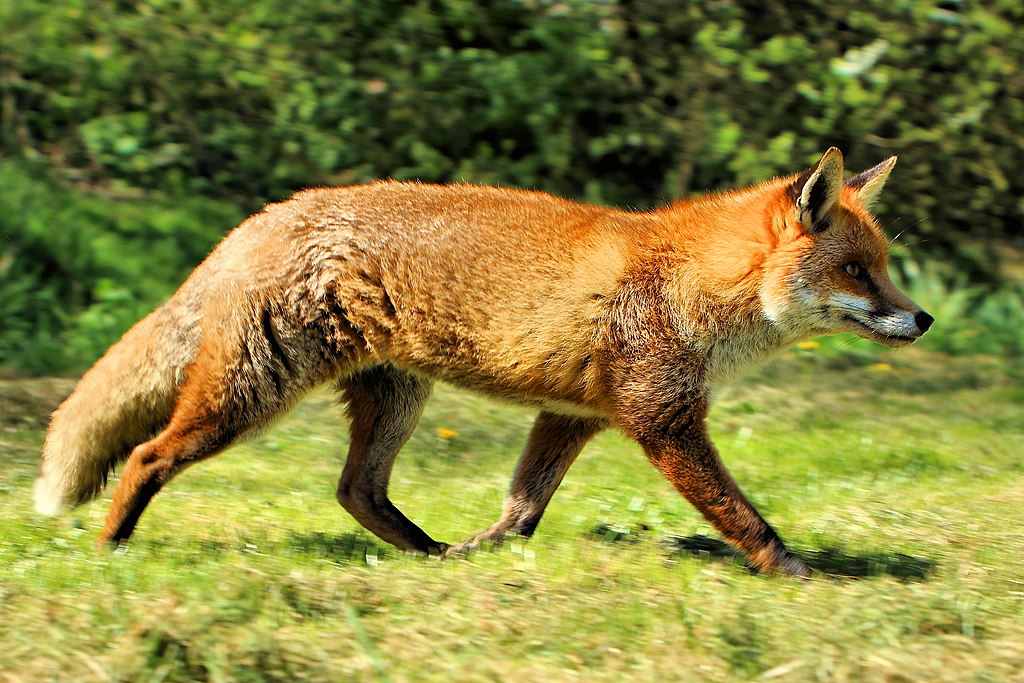 Fox - British Wildlife Centre (17429406401).jpg