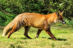 A living Vulpes vulpes, or red fox Fox - British Wildlife Centre (17429406401).jpg