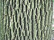 Fraxinus americana-bark.jpg