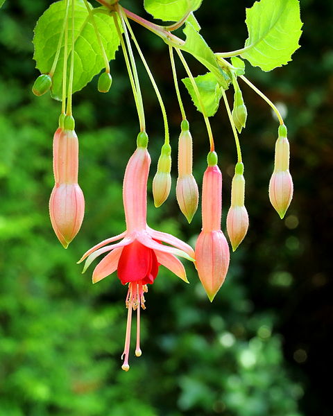 File:Fuchsia 'Belle de Spa'.JPG