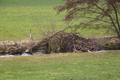 English: Beaver Dam (Giesel Stream) between Zell and Istergiesel, Fulda, Hesse, Germany