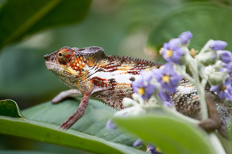 File:Furcifer pardalis 002.jpg