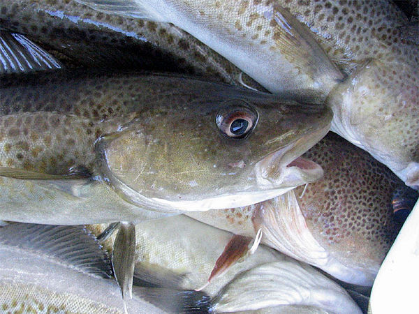 White fish (Atlantic cod)