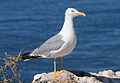 Žutonogi galeb (Larus michahellis)