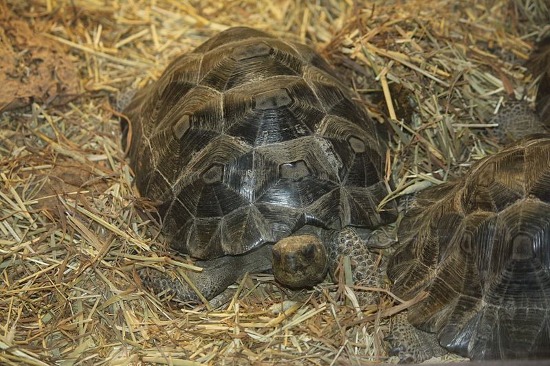 File:GalapagosTortoise CincinnatiZoo.jpg