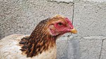 Gallo (gastronomía) - Wikipedia, la enciclopedia libre