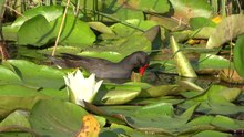 Arquivo: Gallinula chloropus Fangu, Córsega (França) Video.webm