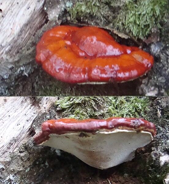 File:Ganoderma lucidum Podkomorské lesy.jpg