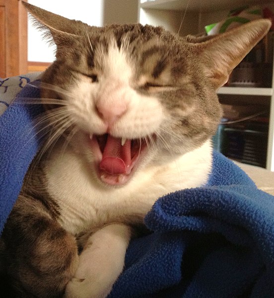 File:Gatto europeo che sbadiglia - cat yawn.JPG