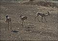 תמונה ממוזערת לגרסה מ־17:56, 29 באוקטובר 2016