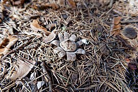 Geastrum floriforme