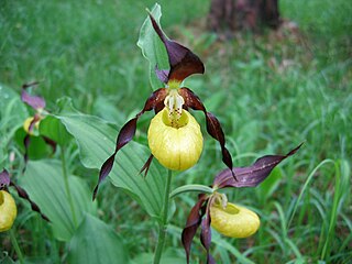 Hoa gieo tứ tuyệt 3 - Page 10 320px-Gelber_Frauenschuh_%28Cypripedium_calceolus%29_08