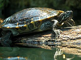 Raštuotasis vėžlys (Trachemys scripta)