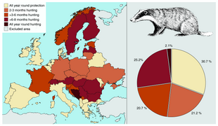 General hunting seasons of European badger (Meles meles) in Europe.png