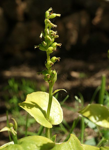 File:Gennaria diphylla Orchi 027.jpg
