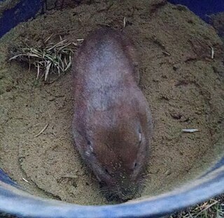 <span class="mw-page-title-main">Southeastern pocket gopher</span> Species of rodent