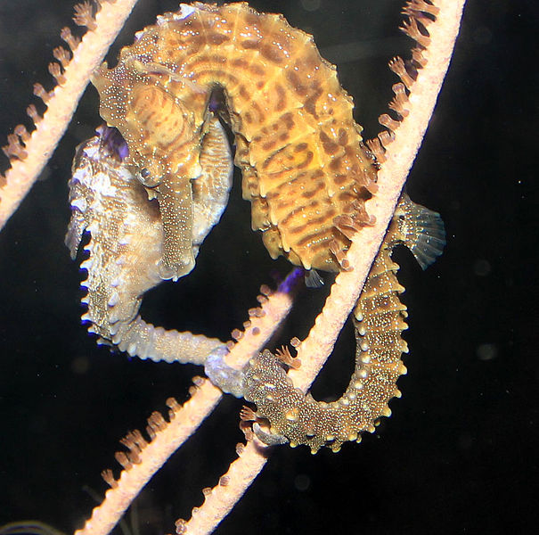 File:Gfp-seahorse.jpg