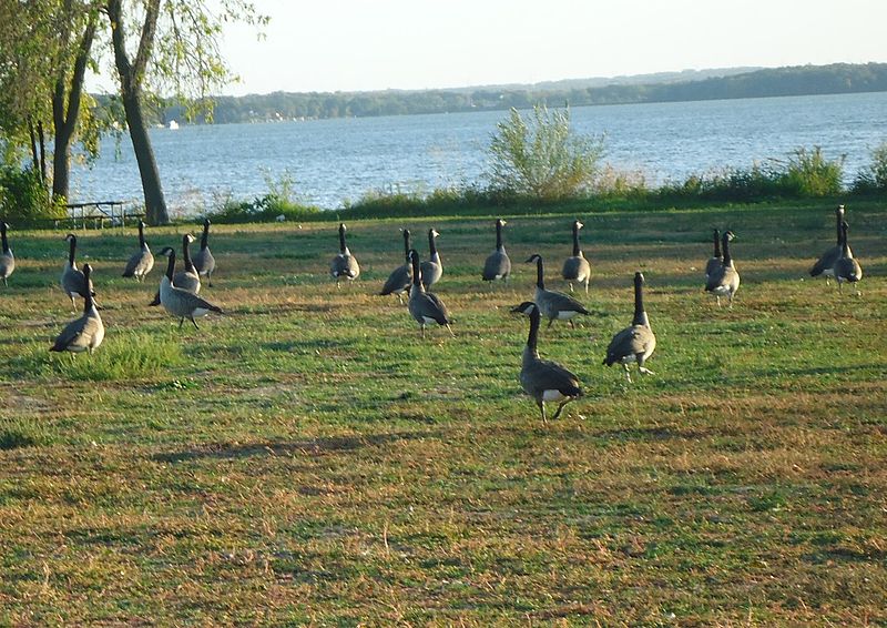 File:Gfp-some-geese.jpg