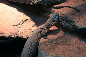 Gfp-storrs-pygmy-monitor.jpg