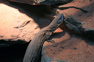 Storrs monitor Species of lizard