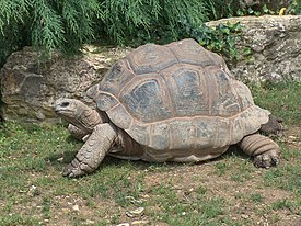 Giant Tortoise.JPG