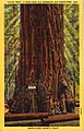 Giant Tree Big Trees Park (NBY 5467).jpg