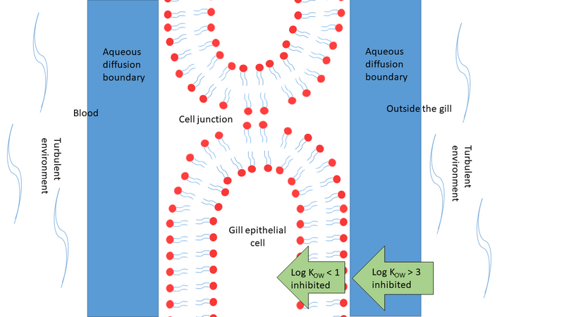 File:Gill membrane Diffusion figure.png