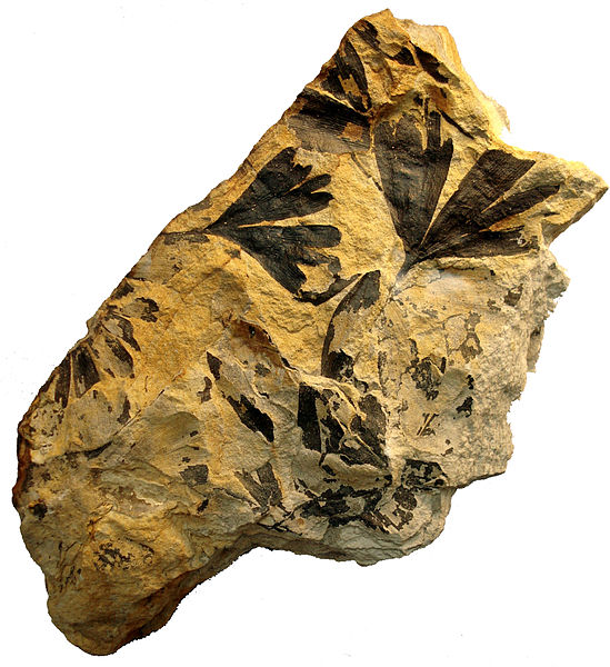 Ginkgoites huttonii, Middle Jurassic, Yorkshire, UK. Leaves preserved as compressions. Specimen in Munich Palaeontological Museum, Germany.