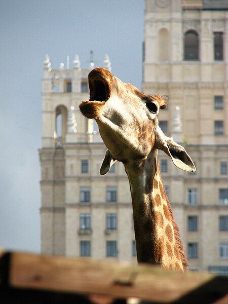 File:Giraffa camelopardalis 03.JPG