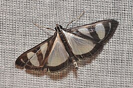 Glyphodes extorris