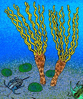 Gogiida Extinct order of marine invertebrates