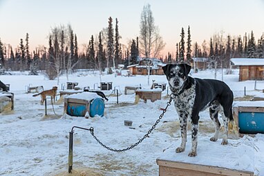 Alaskan husky standing on his doghouse