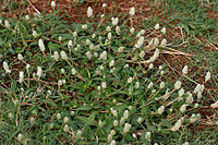 Gomphrena serrata