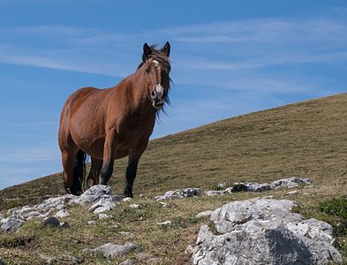 Basque mountain horse, free roaming on the pastures of the mountain Gorbea. Álava, Basque Country, Spain