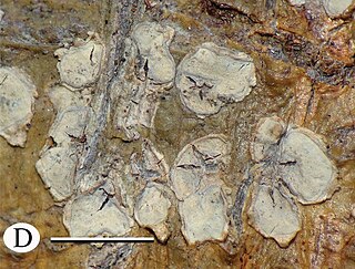 <i>Astrochapsa</i> Genus of lichens