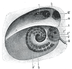 internal acoustic meatus temporal bone